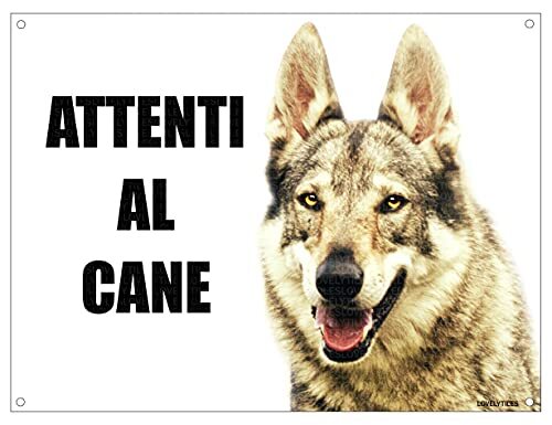 Lupo cecoslovacco attenti - lupo,