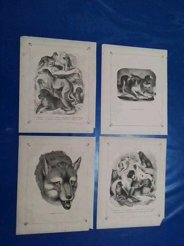 800 cane dogs mammiferi - 800*, _
