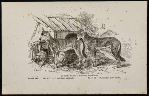 1867 cuccioli cane e lupo - -,