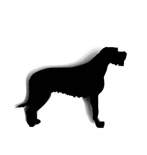 Irlandese lupo segugio cane - irlandese,
