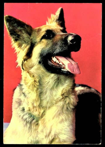 Cane lupo cartolina - lupo,