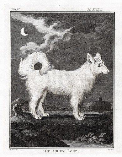 Cane chien lupo wolfdog - cane,